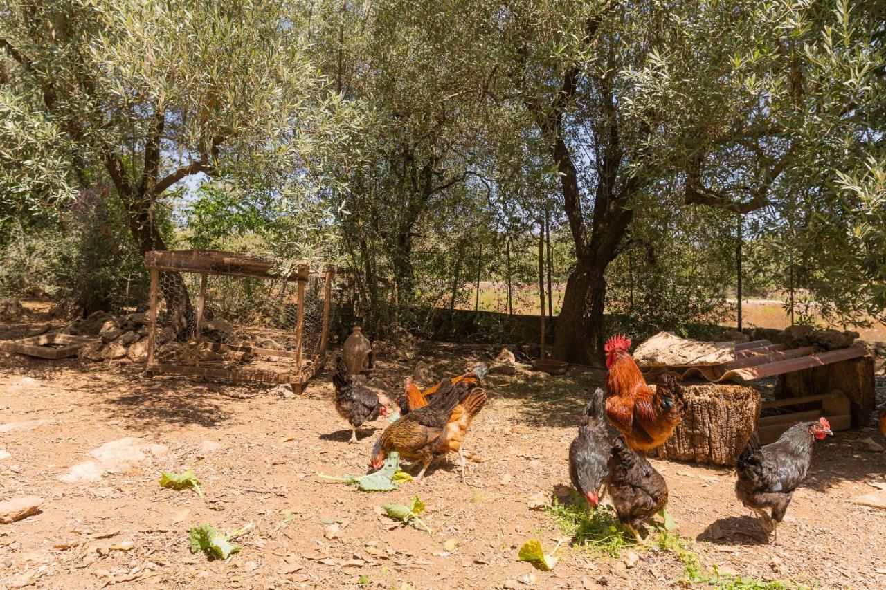 Vakantiehuis Murtera- Traditional Country Manor House For 9 People 5 Bedrooms And 4 Bathrooms Near Sant Llorenc *